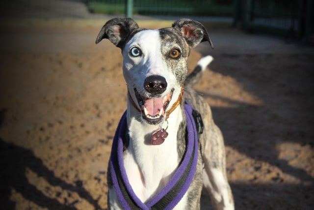 Missi is a very sweet, loving and playful six-year-old Lurcher. She loves lots of attention and will snuggle on the sofa with you all day.
