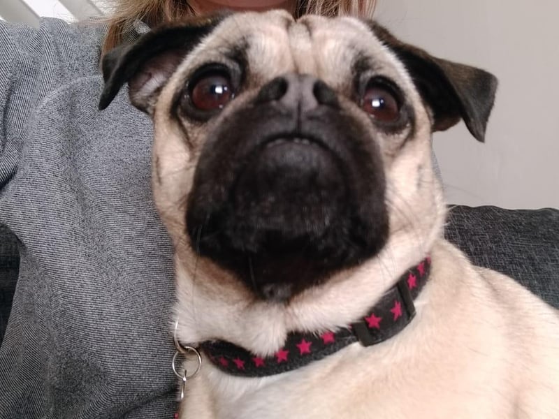 "My girl Frankie dog. She passed away two years ago. Miss her xx" - Sarah Barber.