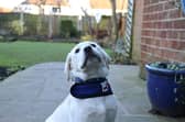 Support Dogs pup Abbey