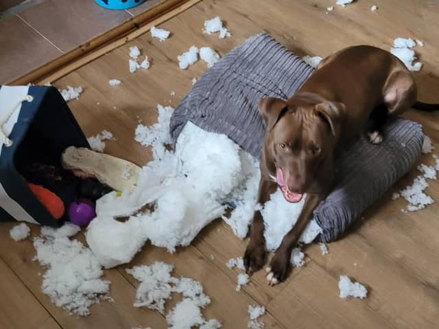 Chez Mary said: "Labstaf checking if I like the sofa cushion re design."