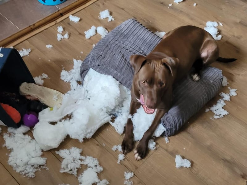 Chez Mary said: "Labstaf checking if I like the sofa cushion re design."