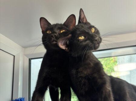 These two kittens are best friends who came into RSPCA care after being rescued from a house fire. They are looking for a loving family who will enjoy watching their individual personalities develop and want plenty of opportunities for play, exploration and enrichment.