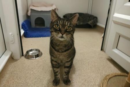 Sweet older gentleman Joey sadly lost his home at the age of 16 and was found straying. A domestic short hair aged around 16 years old, he hopes to find a home where he can spend his twilight years staying cosy on the sofa with his new family.