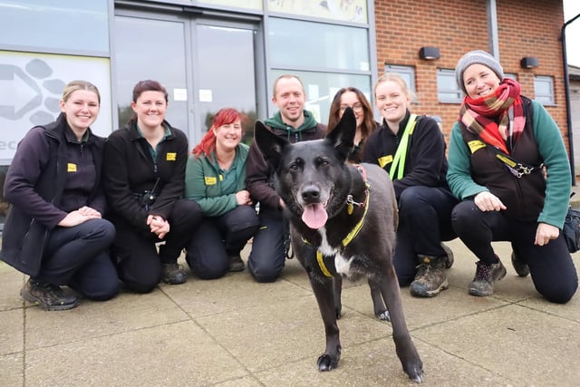 One of the rehoming centre’s long-term-lodgers, Purdy, has finally got her chance at a forever home and has left to start a new life. She was handed over back in October 2021 when her owner was sadly no longer able to look after her. She had a few training needs, but the team worked tirelessly to build her confidence and find the right home for her. Eventually the perfect match was made, and her new owners spent many weeks visiting her to build a solid relationship. Last week Purdy left the centre with them and from what we hear she’s settling in perfectly. Good luck, Purdy!
