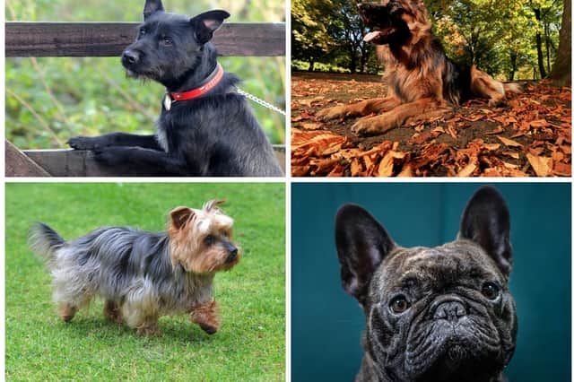 West Yorkshire Police received a total of 243 reports of dog theft in 2021 and 2022