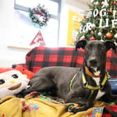 Domino has been dubbed the "most overlooked pooch" at Dogs Trust Leeds. Photo: Kevin JohnsonKJ PHOTOGRAPHY/Dogs Trust.
