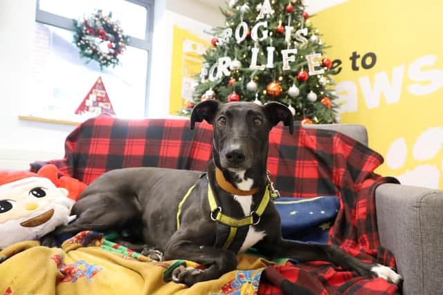 Domino has been dubbed the "most overlooked pooch" at Dogs Trust Leeds. Photo: Kevin JohnsonKJ PHOTOGRAPHY/Dogs Trust.