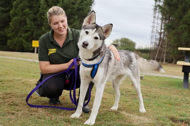 Lovely Freya is a stunning four-year-old Husky who enjoys an active life. True to her breed, she likes to get out and about regularly so will need very active adopters who
understand this and are prepared to take her on lots of adventures. She is very friendly with everyone she meets, and, although can be worried by other dogs, she
doesn't look for trouble and chooses to avoid them. She needs to work on her housetraining so a secure garden will be needed. She doesn't want to share her home with any other pets and although young children are not for her, calm kids over 12 should be fine.