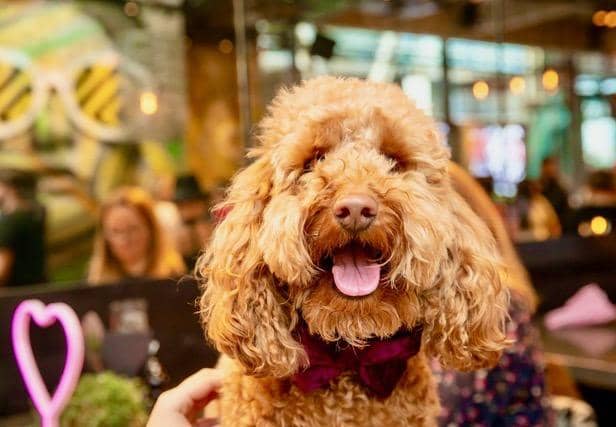 POP+BARK is bringing its Cockapoo Cafe to Leeds for the first time – with a 90’s soundtrack and 90’s dress code encouraged