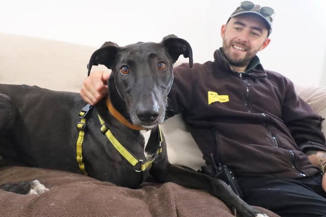 Nine-year-old Lurcher Domino is looking for an adult home with people keen to build a strong bond with him by visiting him at the centre first.