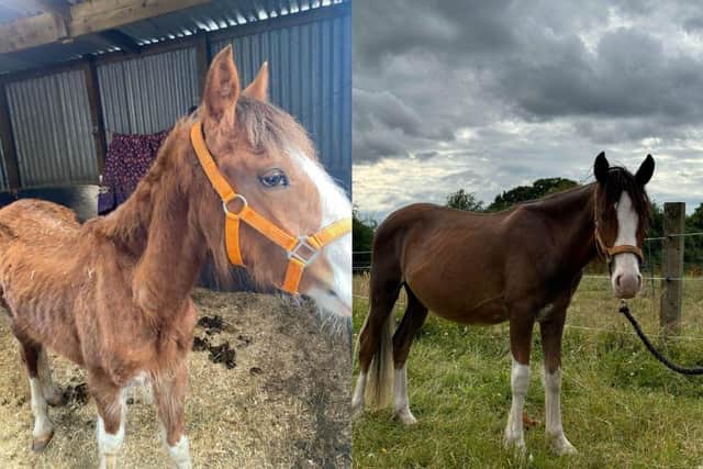 Before (left) and after (right) of Philo, a one-year-old horse rescued by SAFE in March 2024 (1)