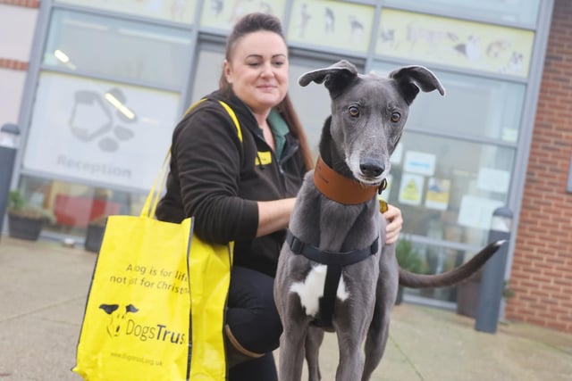 Jack, a 7 year old Lurcher, was recently handed over to the rehoming centre after his owners sadly became unable to look after him anymore. The handsome lad quickly caught the eye of his new adopters and this week he left to start his new life in his forever home.
Good luck Jack!