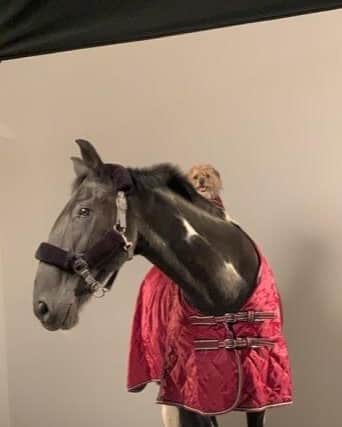 Venture Photography on North Street in Leeds was treated to a visit from show jumper Duo, his human family and four legged friends Reggie and Vinny. Picture: Venture Photography