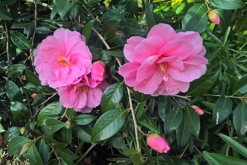 Shamus McGuigan, said: "Camellia 'Donation' in full flower."