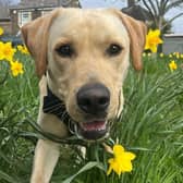 Trainee support dog Ellis amongst the daffodils