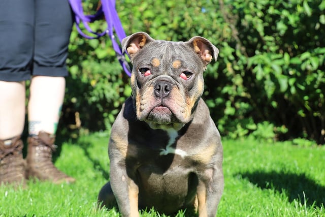 Everley is a young Bulldog found recently as a stray. She is believed to be around one. While fine with confident high-schoolers, she would need kids who understand her need for space. Everley does not have much in the way of training, so would need adopters to help her find her feet.