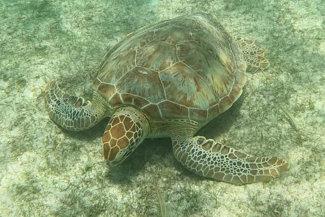 A turtle at Saline Beach, Carriacou