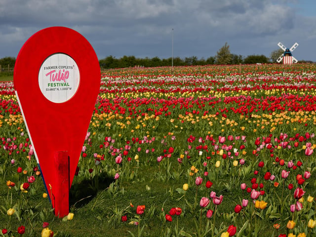 Millions of tulips have burst into bloom at Farmer Copleys, in Pontefract.