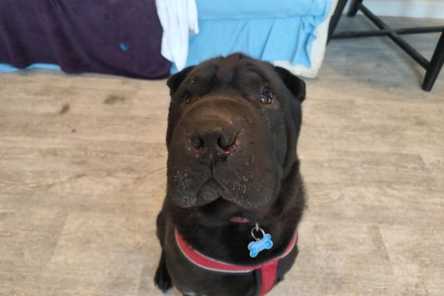 Aged approximately eight, Rocco is a gentle shar pei with a love for people. He has been at the centre for seven months through no fault of his own, and is now looking for his forever home.