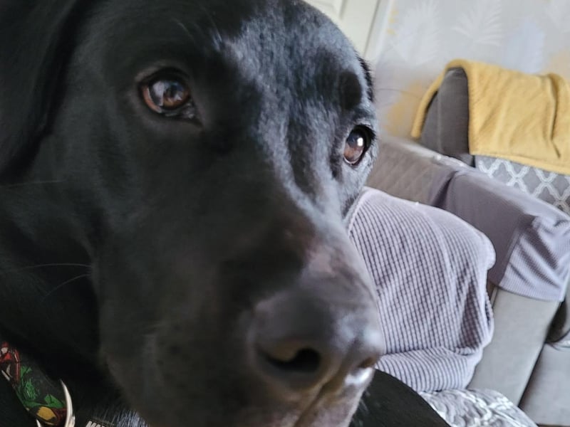 Katy Norton disagrees that Labrador's are a naughty breed, she said: "No way! They are cheeky but I wouldn't say naughty."