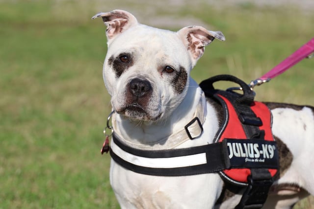 Decota is a sweet-natured four-year-old staffy who seems to enjoy a peaceful life. She will be fine with kids around eight years and over who will enjoy having a fun little dog in their life. She is fine around other dogs and could potentially share her home with a canine companion.