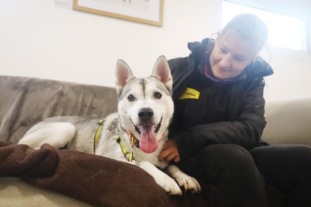 Sophie is a gorgeous eight-year-old Husky who loves living life to the full. She was sadly found as a stray, so we don’t know anything about her history, but she’s proven to be a fun and friendly girl who enjoys lots of training and exercise.