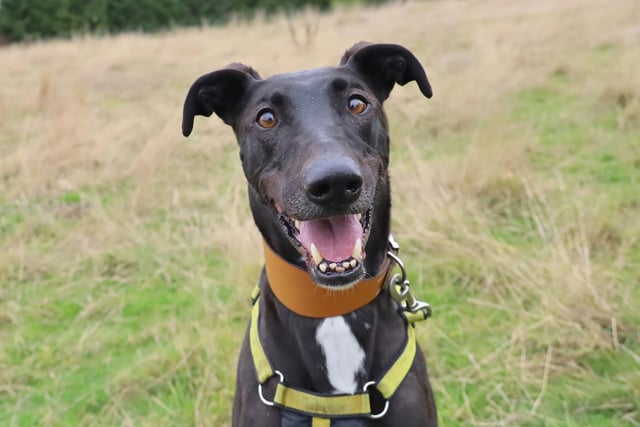 Domino is a stunning, fun and clever eight-year-old Lurcher who will be a real asset to any adopter who has a keen interest in dog training. He needs switched on owners who will put in a bit of work with our Training team to slowly transition him to a new home. This will involve multiple meets at the centre followed by home visits, but our team will be with you every step of the way.
Domino is doing really well with all his training goals, and has even been working on his doggy socialisation, so we know that in the right hands, and with the support from us, he will thrive. He just needs his Special Someone to give him that chance.