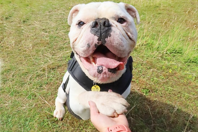 Roscoe is the most amazing seven year old Bulldog. He’s loads of fun and gives the cutest ‘paw’!
He has a couple of medical conditions which require ongoing medication, but he lives a full and fabulous life and will make someone a super companion. Just imagine seeing that gorgeous face every day!
