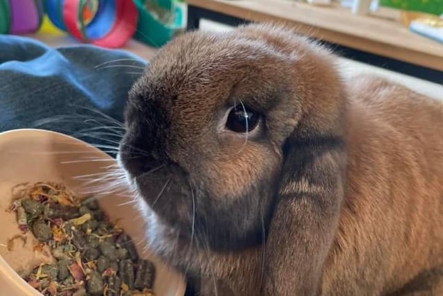 Faye Cawood said: "This little monster is Nugget the mini lop. He is the best pet because even though he isn’t much bigger than a shoe he thinks he runs the house."