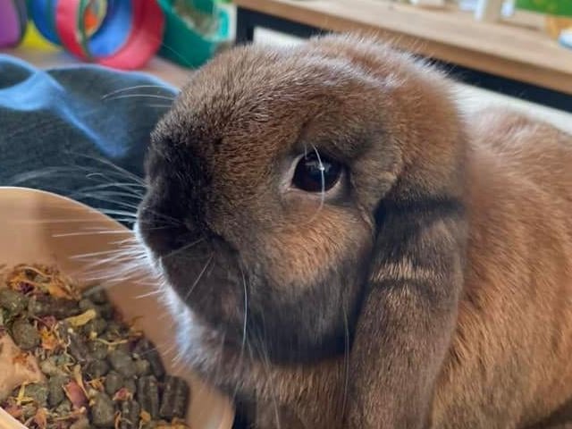 Faye Cawood said: "This little monster is Nugget the mini lop. He is the best pet because even though he isn’t much bigger than a shoe he thinks he runs the house."