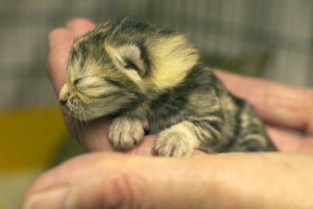 This new born kitten was left abandoned outside the Cats Protection League shelter in Bramley which had recently closed.
