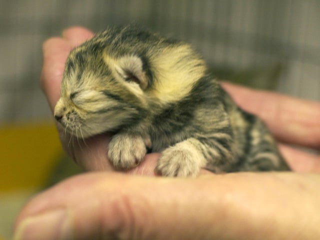 This new born kitten was left abandoned outside the Cats Protection League shelter in Bramley which had recently closed.
