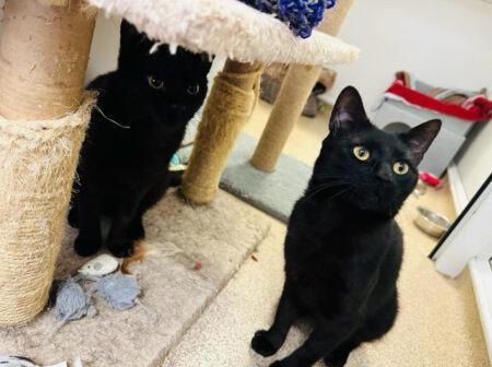 Jeff and Rodney are sweet and energetic Domestic Short Hair cats, aged approximately five. Both are very affectionate and love to play.