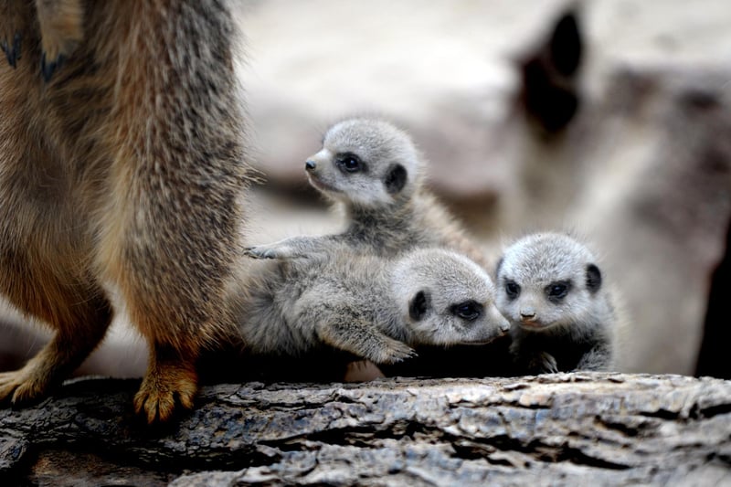 The meerkats are among the most popular residents at Tropical World, with the birth of these three little ones proving a talking point in 2010.