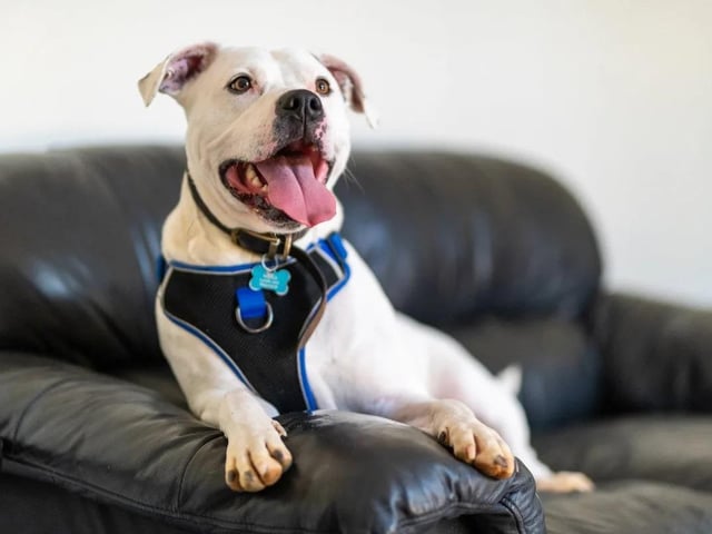 Zeus, a Staffie X, is a three-year-old bundle of energy and is looking for a family willing to offer unconditional love and keep up with his training. He can be unsure of other dogs so would suit a family that could help him feel comfortable when out on walks. Despite getting over excited at times, he loves a cuddle.
