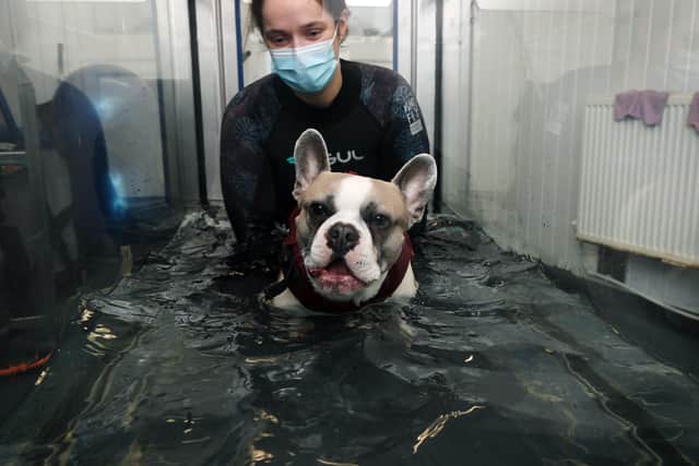 Feature on Hydro Paws Ltd in Morley.
Pictured canine hydrotherapist Leanne Szostak with French Bulldog Ned on the underwater treadmill.
12th March  2021.
Picture : Jonathan Gawthorpe