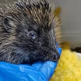 Castleford Hedgehog Rescue said it was notified on Friday night that a hedgehog had been attacked by a group of boys in nearby Sharlston Common.