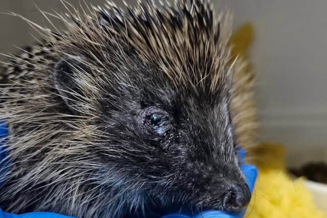 Castleford Hedgehog Rescue said it was notified on Friday night that a hedgehog had been attacked by a group of boys in nearby Sharlston Common.