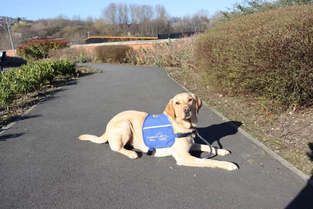 Trainee support dog Biscuit