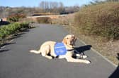 Trainee support dog Biscuit