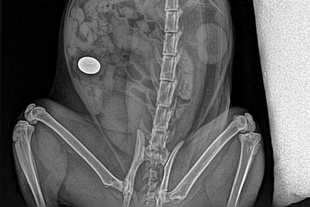 Vets at Arundell Vets in Doncaster were surprised to discover a 5p coin, as shown in the x-ray scan.