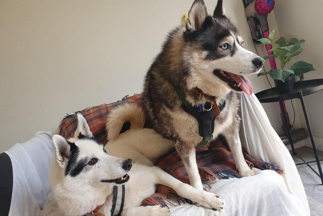 These beautiful huskies went through a lot of neglect before coming to the centre, and waited months before they were rehomed - sadly, it was not their forever home and they are back again.