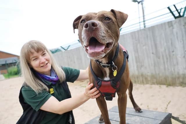 Bailey is five years old and is looking for an active family to help him as he learns. He is worried by other dogs and barks when he sees them, but is still very manageable and happily wears a muzzle when out and about. Bailey would need to be the only pet in the home and would not suit children, but would be fine with confident teenagers. He loves to play off the lead so would need a secure garden.
