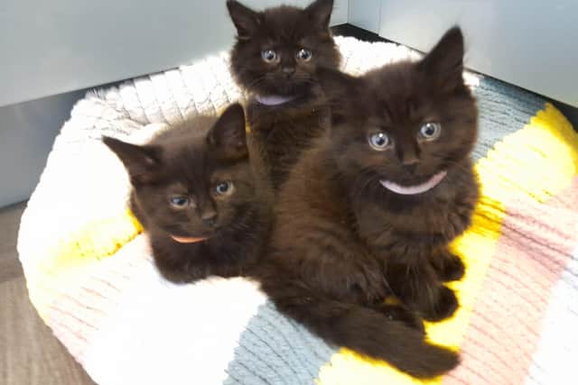 Dusty, Dolly and Debby. PIC: RSPCA