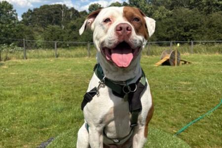 This four-year-oldAmerican Bulldog X is a fun-loving, affectionate boy with a big heart and an even bigger love for cuddles! He is looking for a loving home where he can finally settle for good, and an adopter who enjoys training and will continue building his skills.