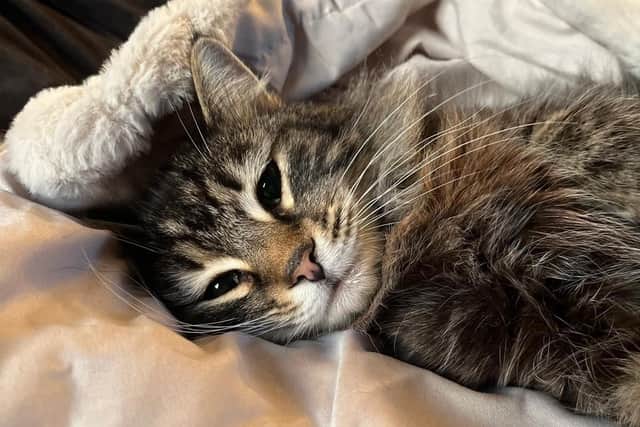 Nora the cat