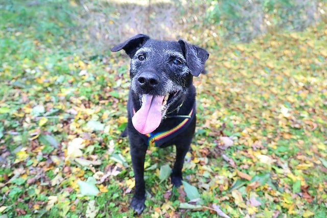 Billy is a handsome 11-year-old Patterdale Terrier. In true Terrier style his age is just a number! He's full of life and loves being around people. He's super friendly with everyone he meets. Although he can be a bit vocal around unknown dogs, he is manageable and if slowly introduced he can have the occasional walking buddy. 
Once you and Billy have bonded you will find him very playful but also incredibly affectionate too. He loves nothing more than snuggling all afternoon on the sofa after a lovely walk.