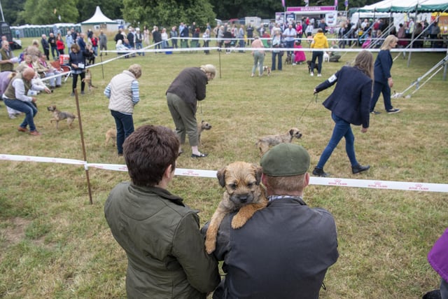 This border terrier nervously awaits its turn in the Leeds Championship Dog Show at Harewood House.
