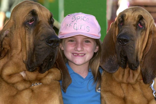 Young Nikola Sayles is pictured with Bloodhounds Judge (left) and Abbey at the Leeds Championship Dog Show held at Harewood House.