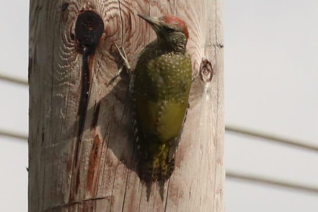 A green woodpecker has his picture taken at Hebburn Ponds.